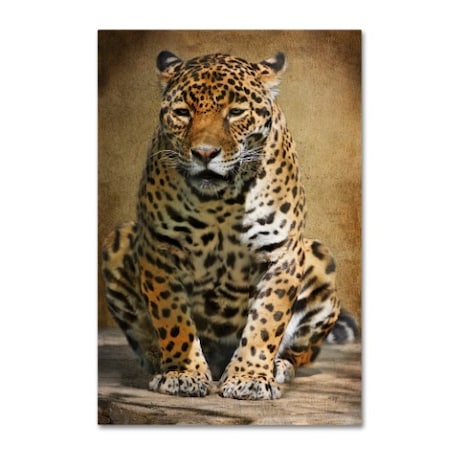 Lois Bryan 'Cheetah' Canvas Art,30x47